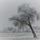 Winterbaum