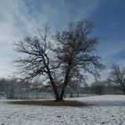 Winterbaum