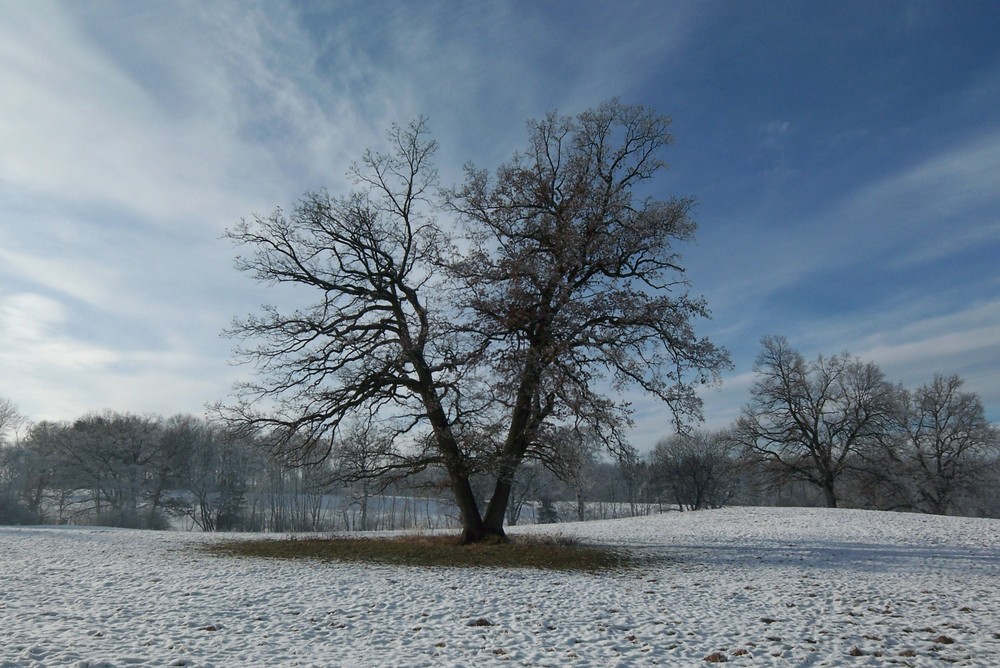 Winterbaum