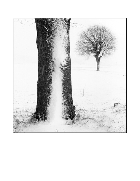 Winterbaum