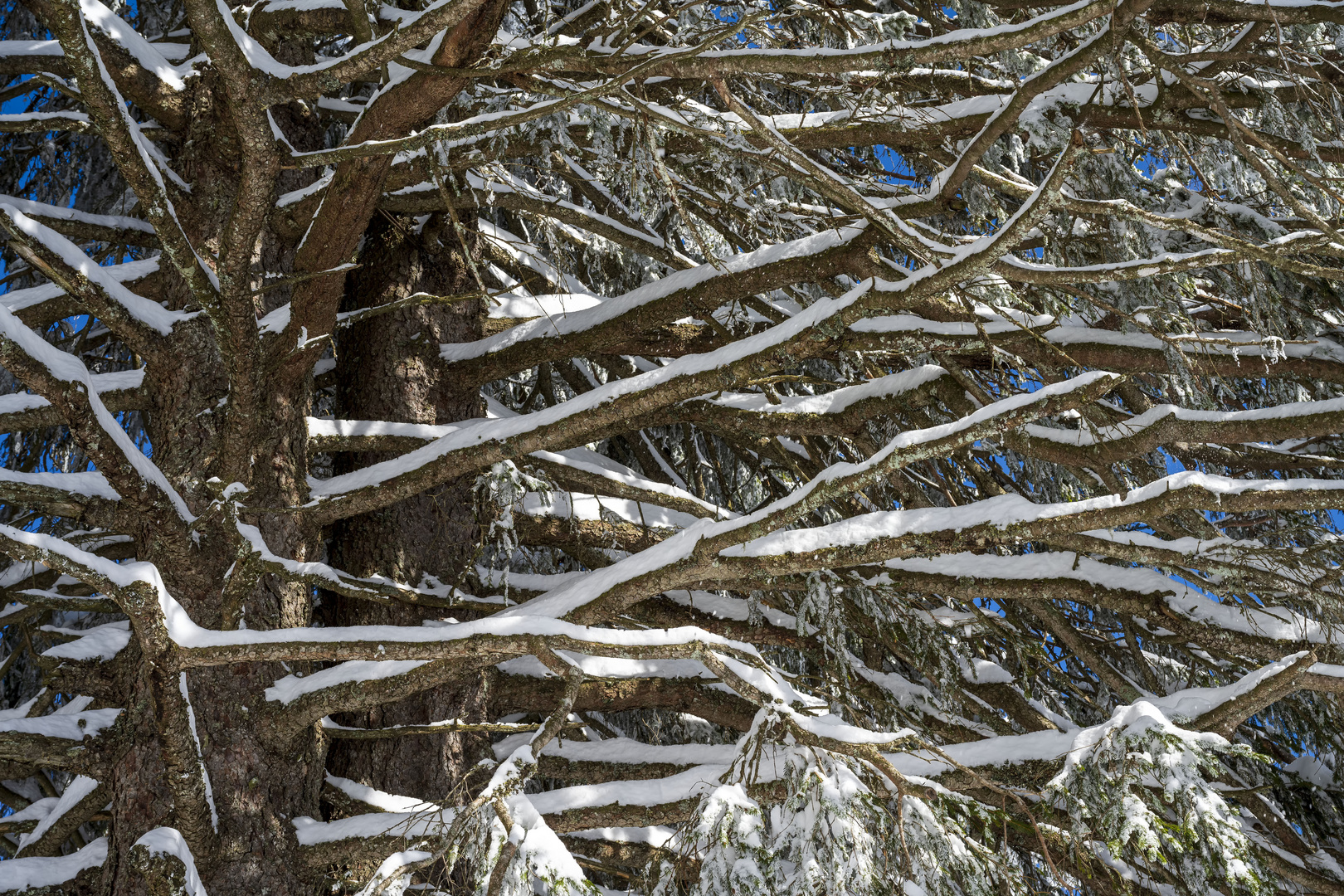 Winterbaum