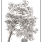 Winterbaum