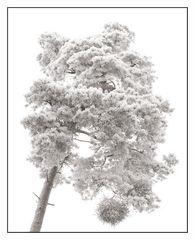 Winterbaum