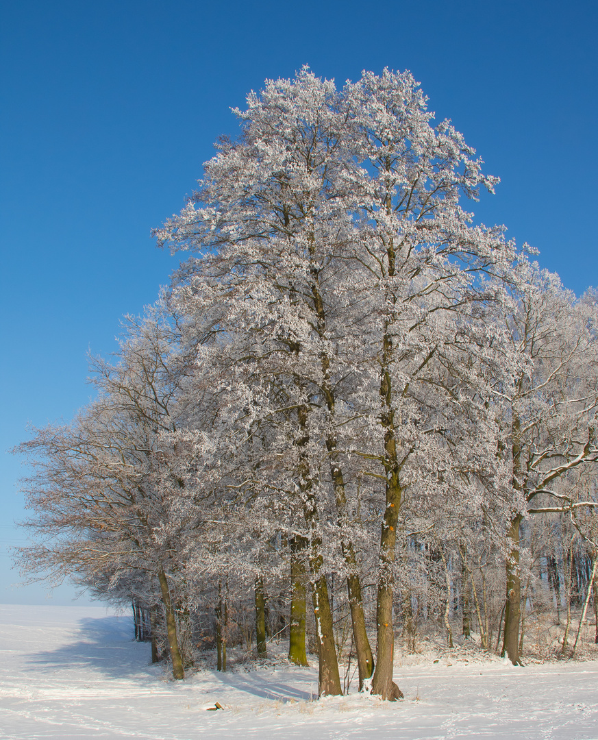 Winterbaum