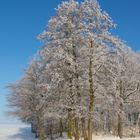 Winterbaum