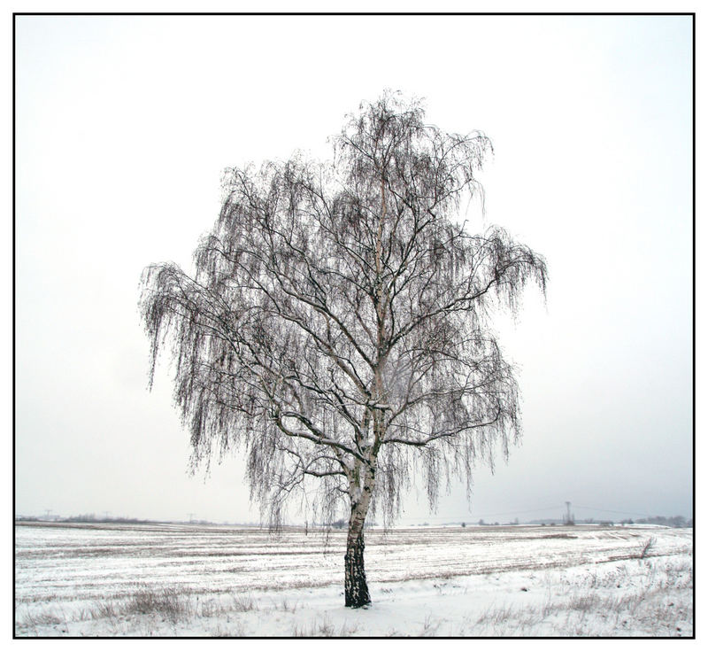 Winterbaum