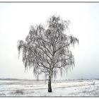 Winterbaum