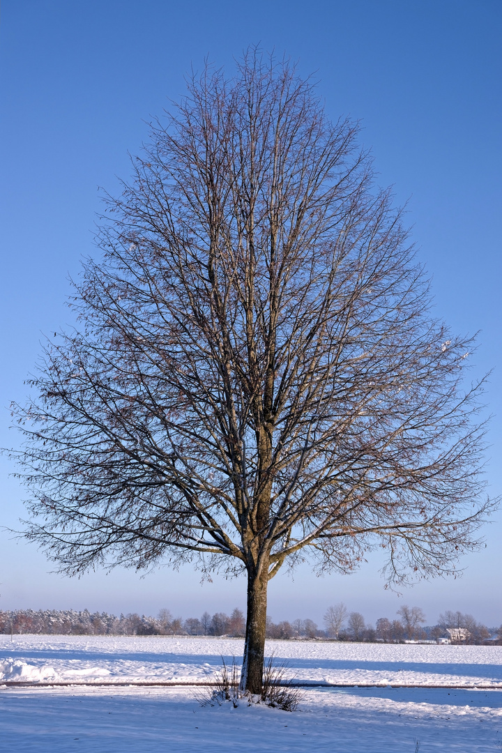 Winterbaum