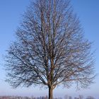 Winterbaum