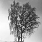 Winterbaum