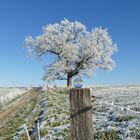 "Winterbaum  gekugelt"