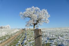 "Winterbaum  gekugelt"