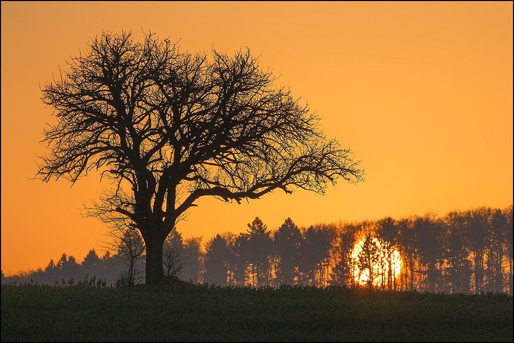 Winterbaum II