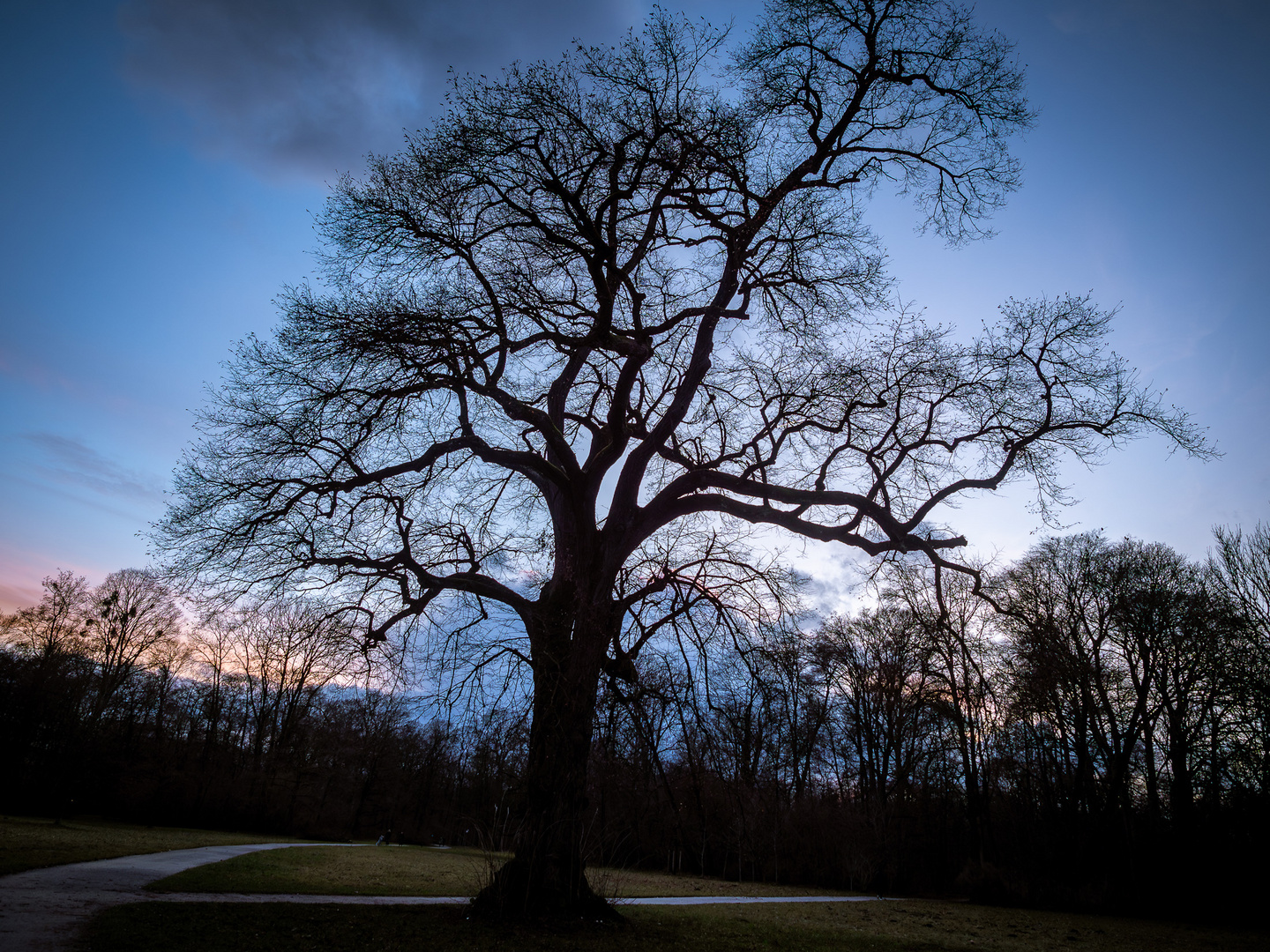 Winterbaum im englischen Garten RR-1011258