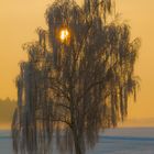 Winterbaum im Gegenlicht