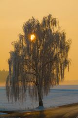 Winterbaum im Gegenlicht