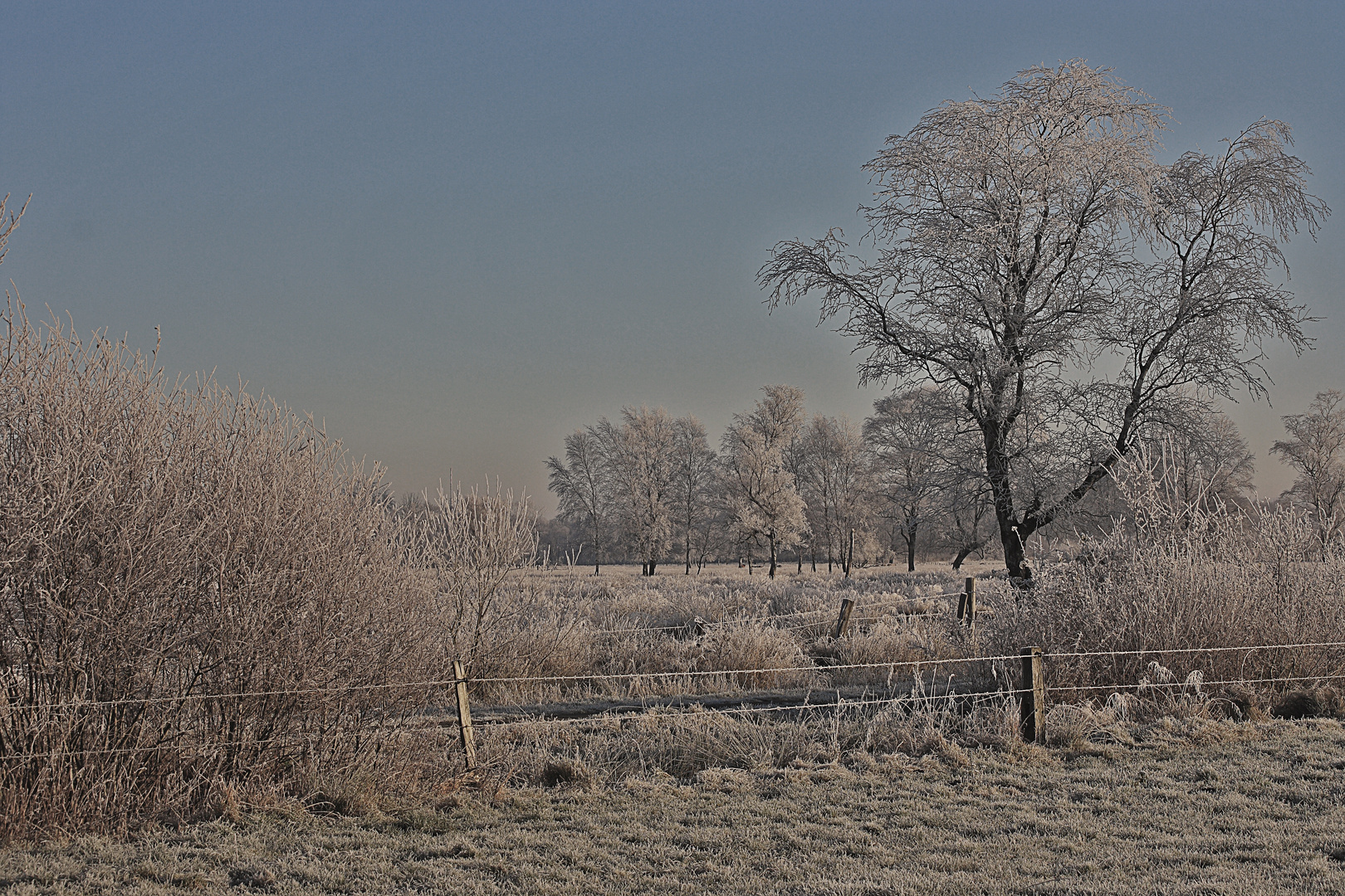 winterbaum im moor