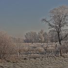 winterbaum im moor