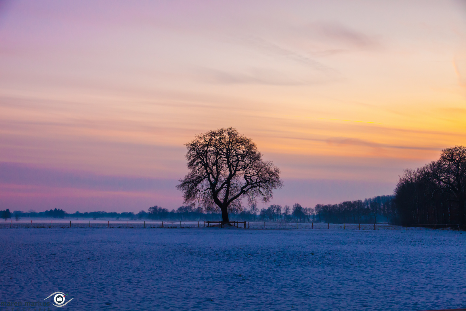 Winterbaum im Morgengrauen