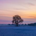 Winterbaum im Morgengrauen