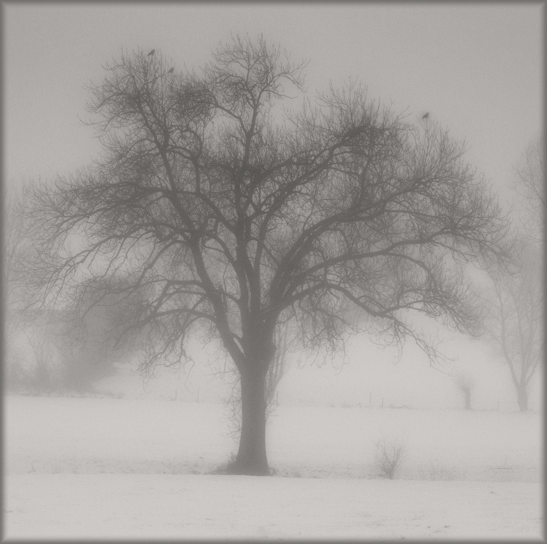 Winterbaum im Nebellicht - Arbre d'hiver derrière le rideau de brouillard