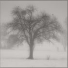 Winterbaum im Nebellicht - Arbre d'hiver derrière le rideau de brouillard