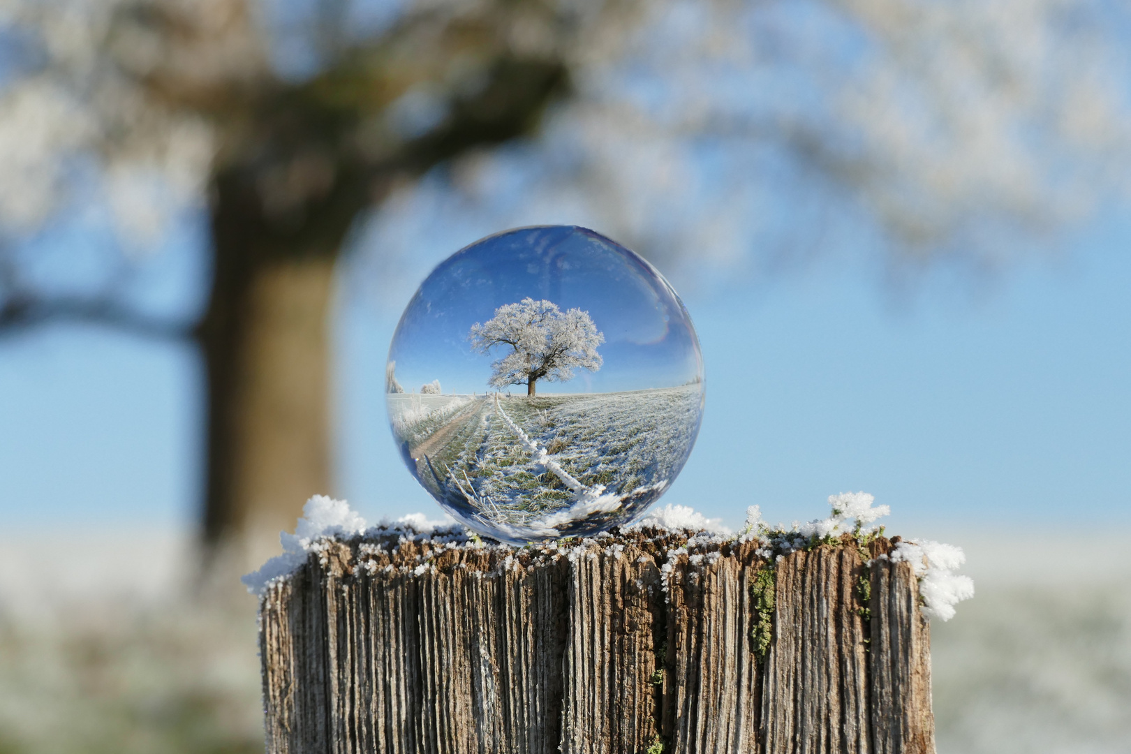 Winterbaum in der Kugel