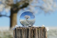 Winterbaum in der Kugel