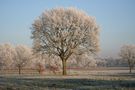 Winterbaum in Wiesmoor-Zwischenbergen von Gerda P. Hoppe 