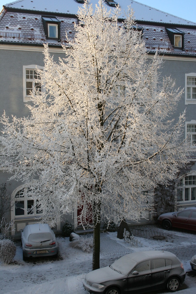 Winterbaum in Wohnsiedlung