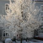 Winterbaum in Wohnsiedlung