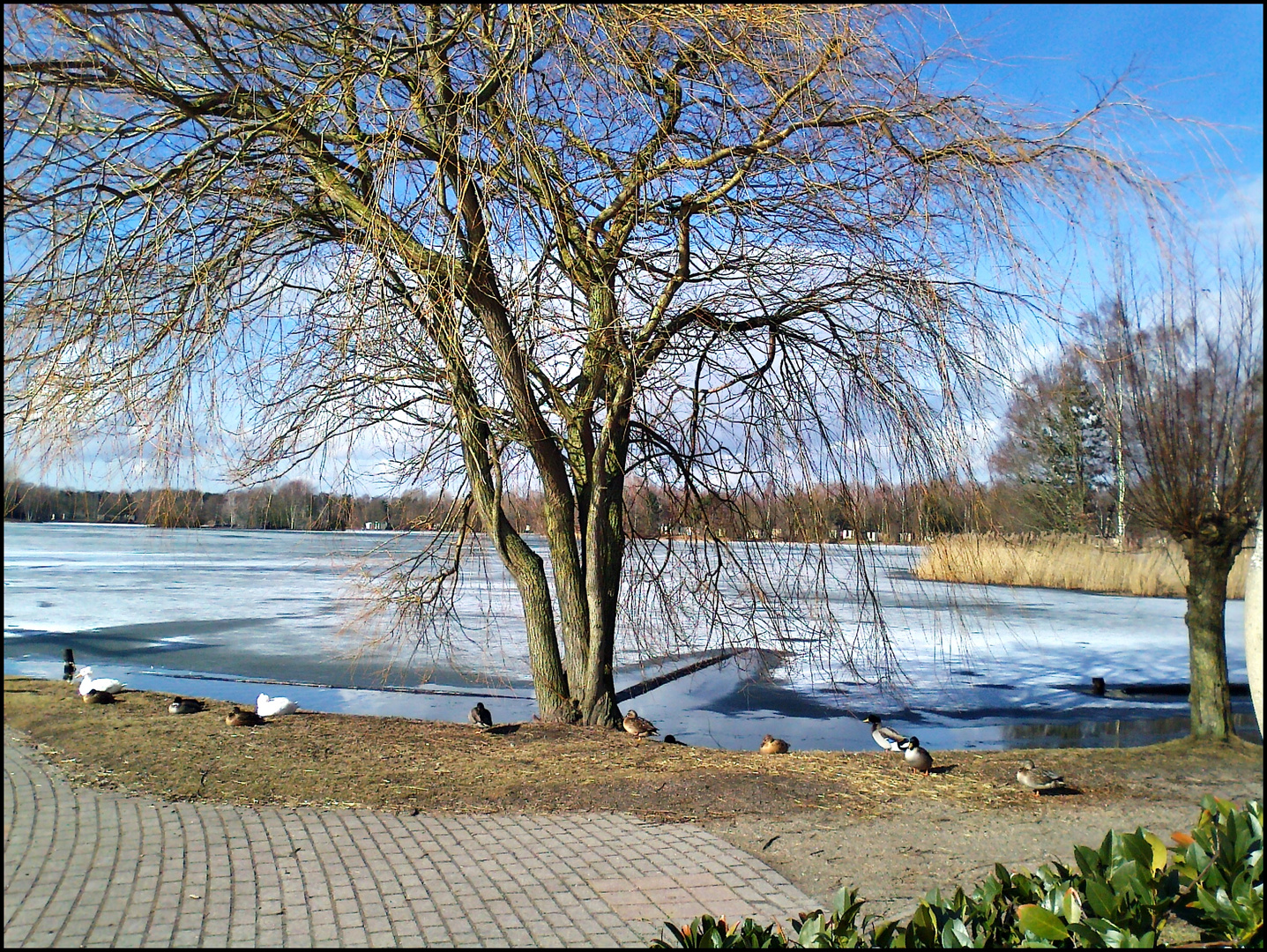 Winterbaum mit Enten