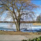 Winterbaum mit Enten