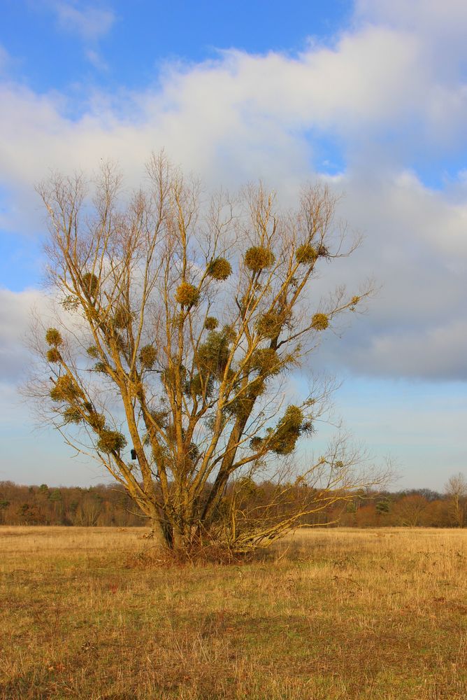 Winterbaum mit Mistel