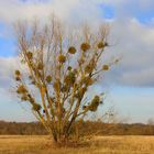 Winterbaum mit Mistel