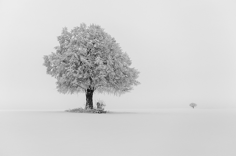 Winterbaum mit Nachbar