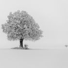 Winterbaum mit Nachbar