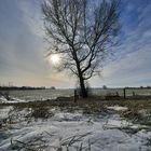 Winterbaum mit Sonnenbesuch