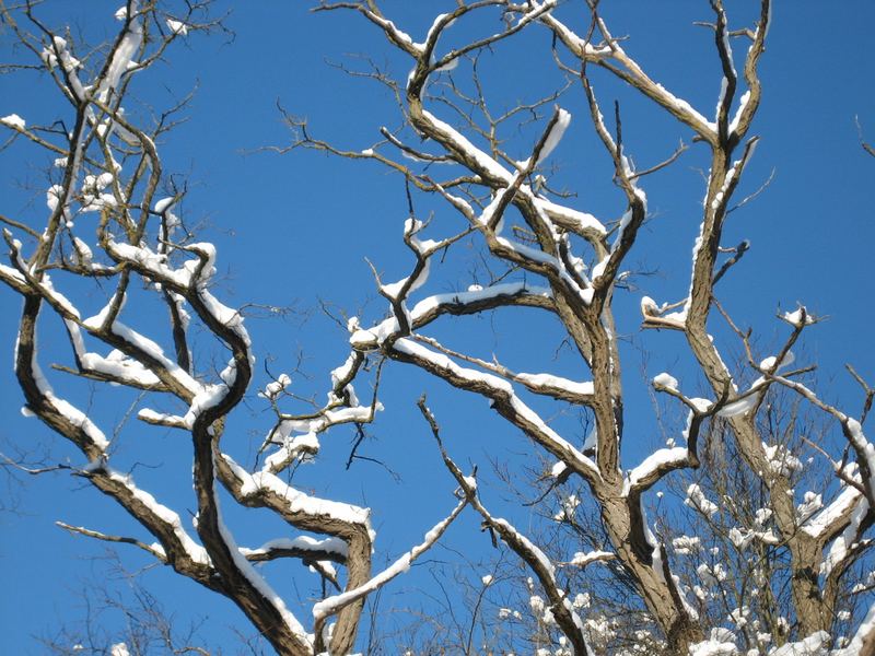 WinterBaum-...natürlich wieder beim Spazieren...