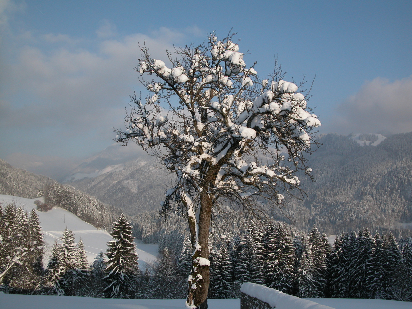 Winterbaum über Sachrang und Priental