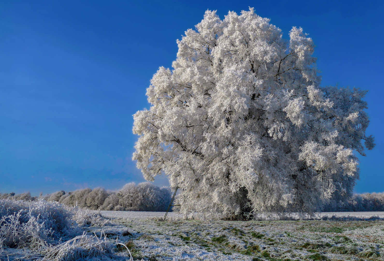 Winterbaum-Wintertraum!