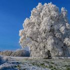 Winterbaum-Wintertraum!