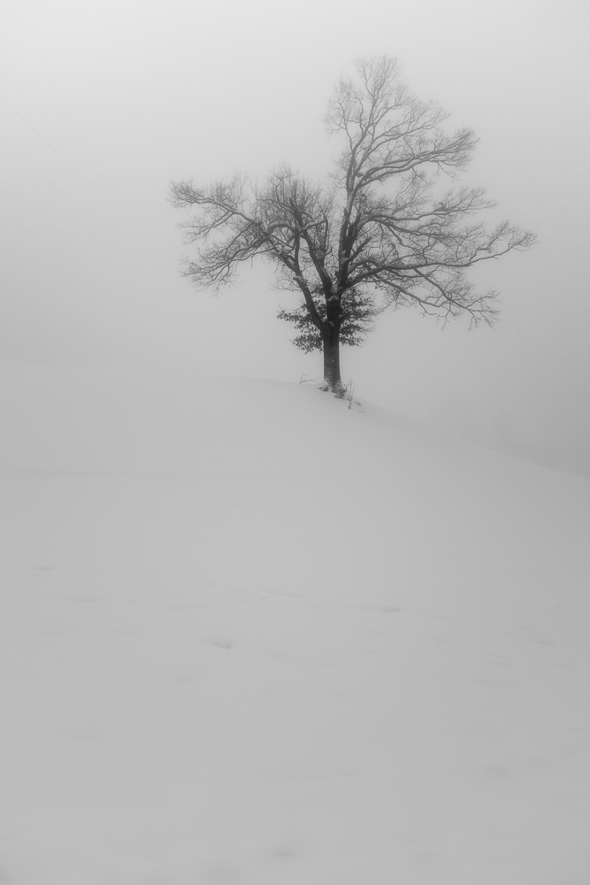 Winterbaum1