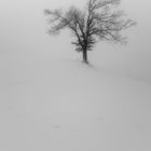 Winterbaum1