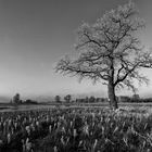 Winter_Baum1