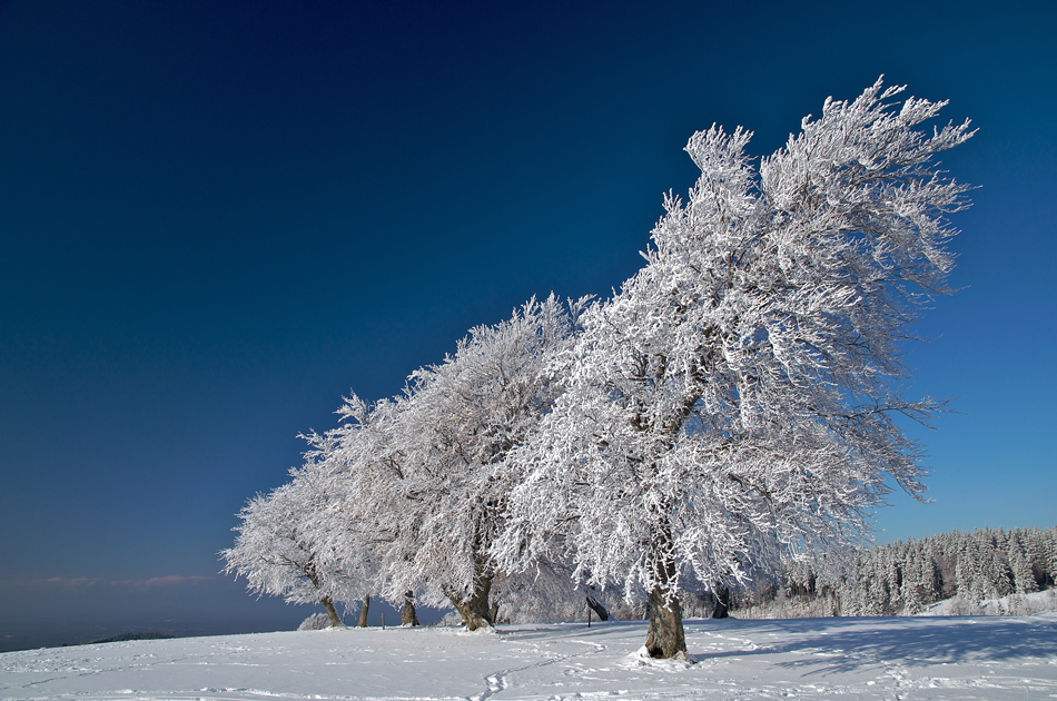 Winterbaum_2