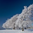 Winterbaum_2