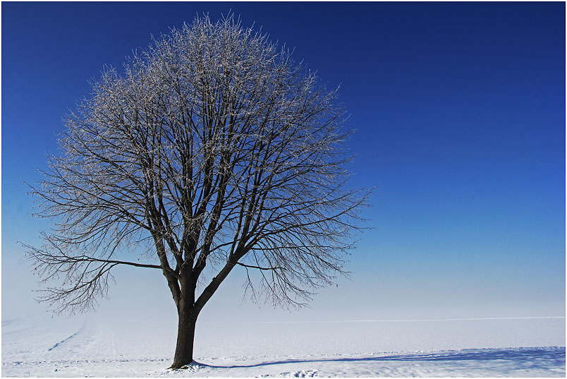 Winterbaum.......ein Wintertraum.......