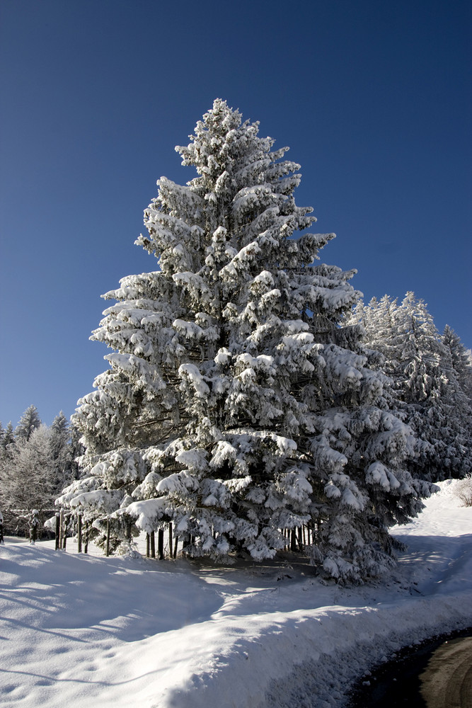 Winterbaum_I