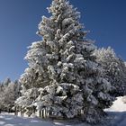 Winterbaum_I